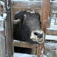 Фото отзыва 3: экскурсия "Каникулы в Хибинах + этническая деревня саами"