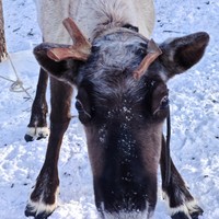 Фото отзыва 3: экскурсия "Саамские мотивы: поездка в&nbsp;этнодеревню в&nbsp;окрестностях Ловозера"
