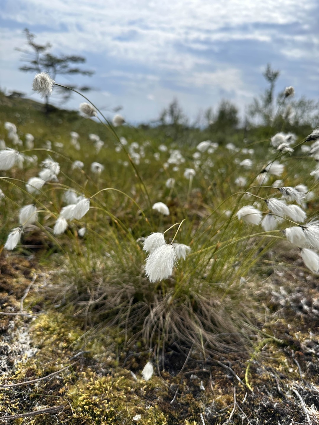 Поехали сразу после прилета- нас забрали из аэропорта, успели даже на фестиваль:)