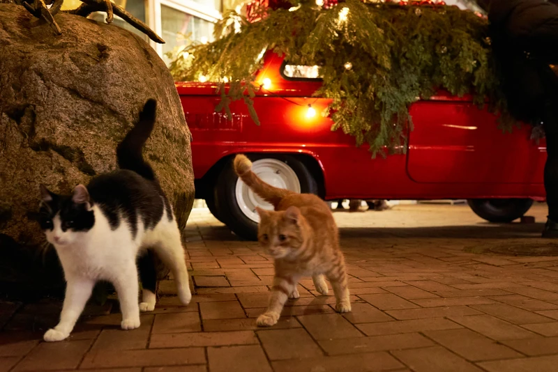 Выездная новогодняя фотосессия в Зеленоградске, Пионерском, Светлогорске и Филинской бухте
