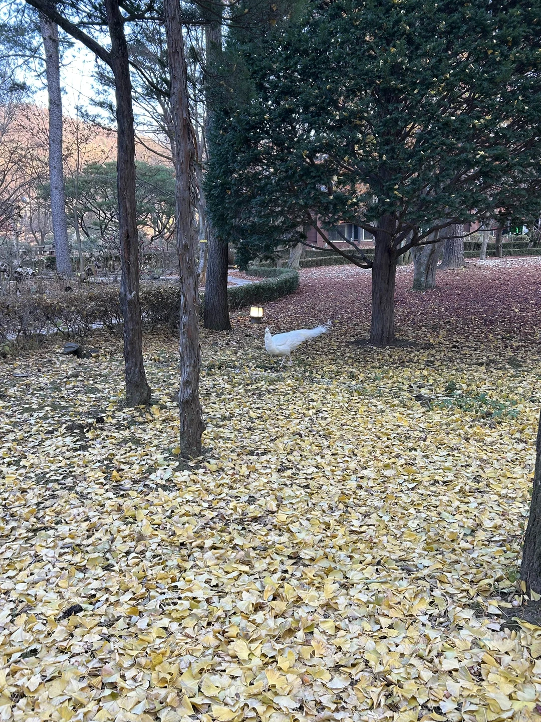 Нам очень понравилась экскурсия. Вячеслав - молодец. Очень вежлив и тактичен! Много рассказывал про Корею! Время пролетело незаметно