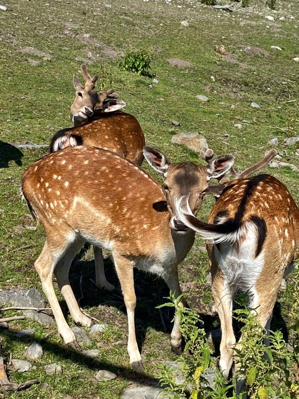 Карельский зоопарк и прогулка с видом на залив Кирьявалахти