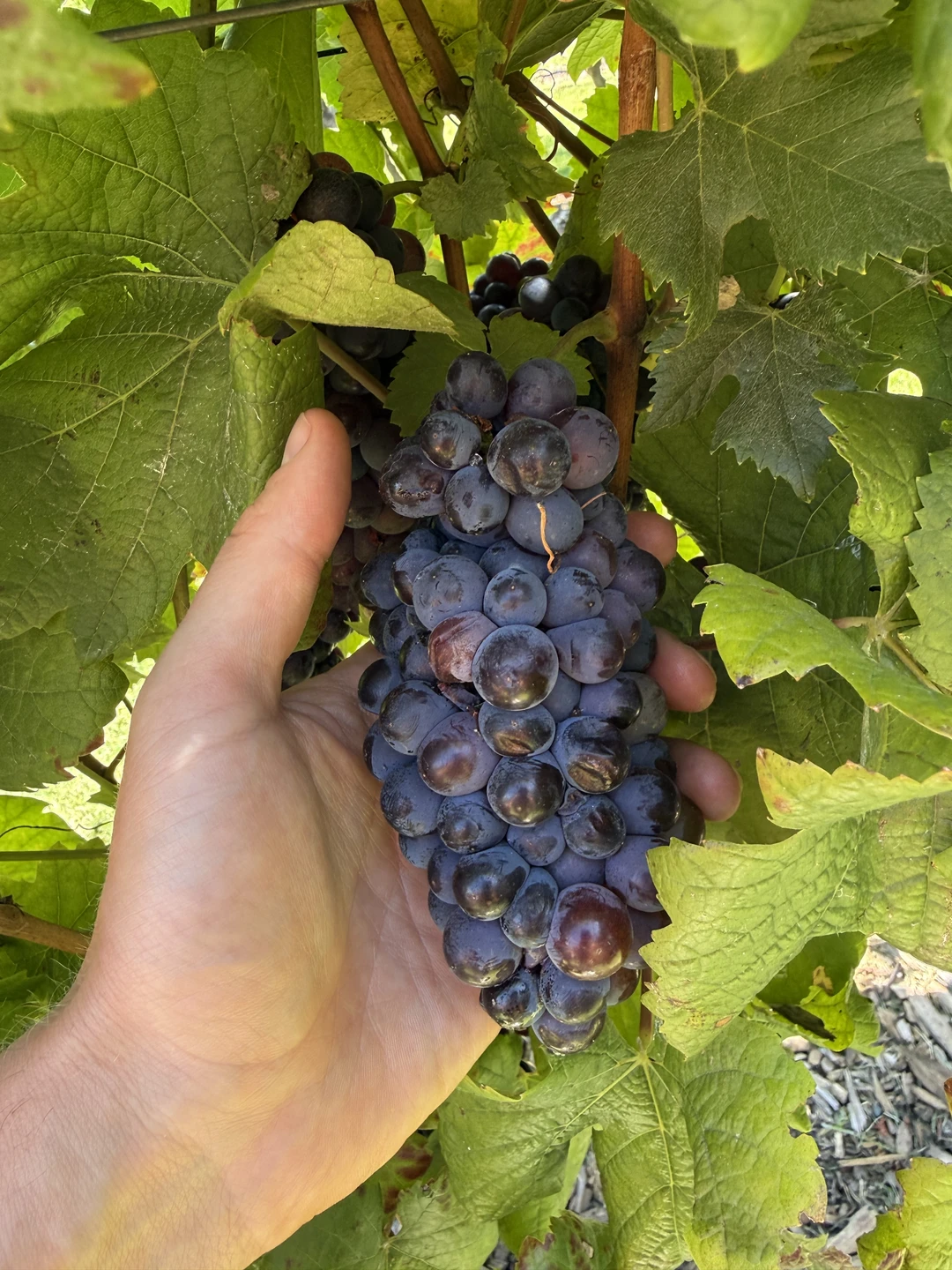 Если у вас болит зуб, нужно идти к стоматологу. Если сломался ноут, нужно идти в ремонт