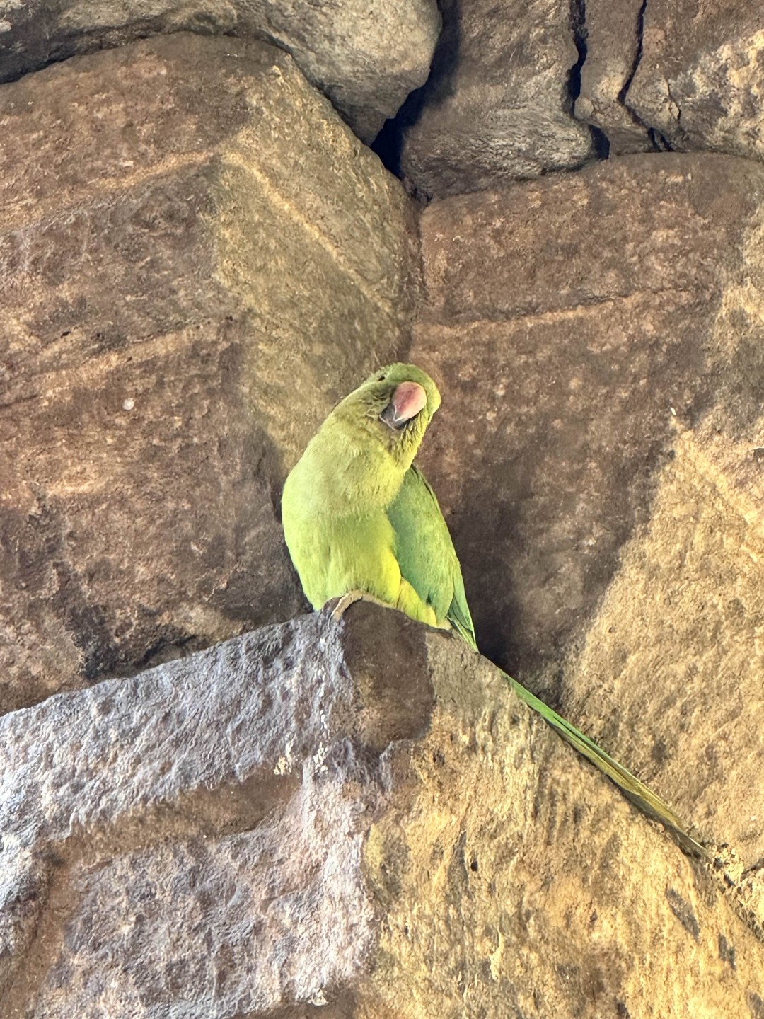 Обзорная экскурсия «Один день в Дели» (Инна)