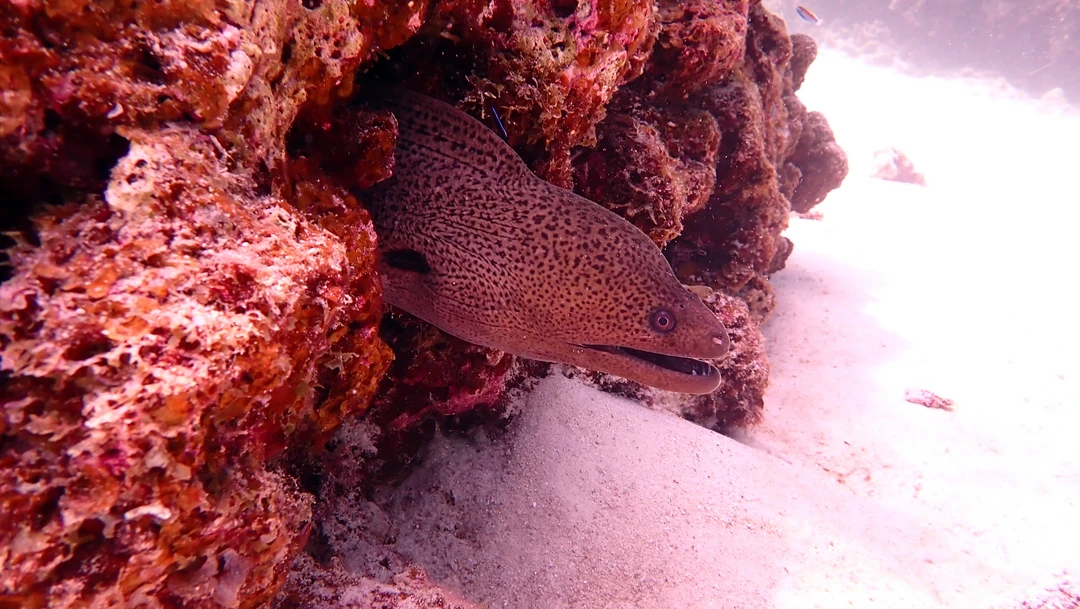 Отлично организованная поездка. Отдельное спасибо инструктору Юрию за безопасный дайв и красивые фото