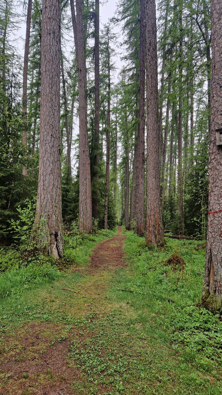За рассветом в Линдуловскую рощу — из Питера (6/13)