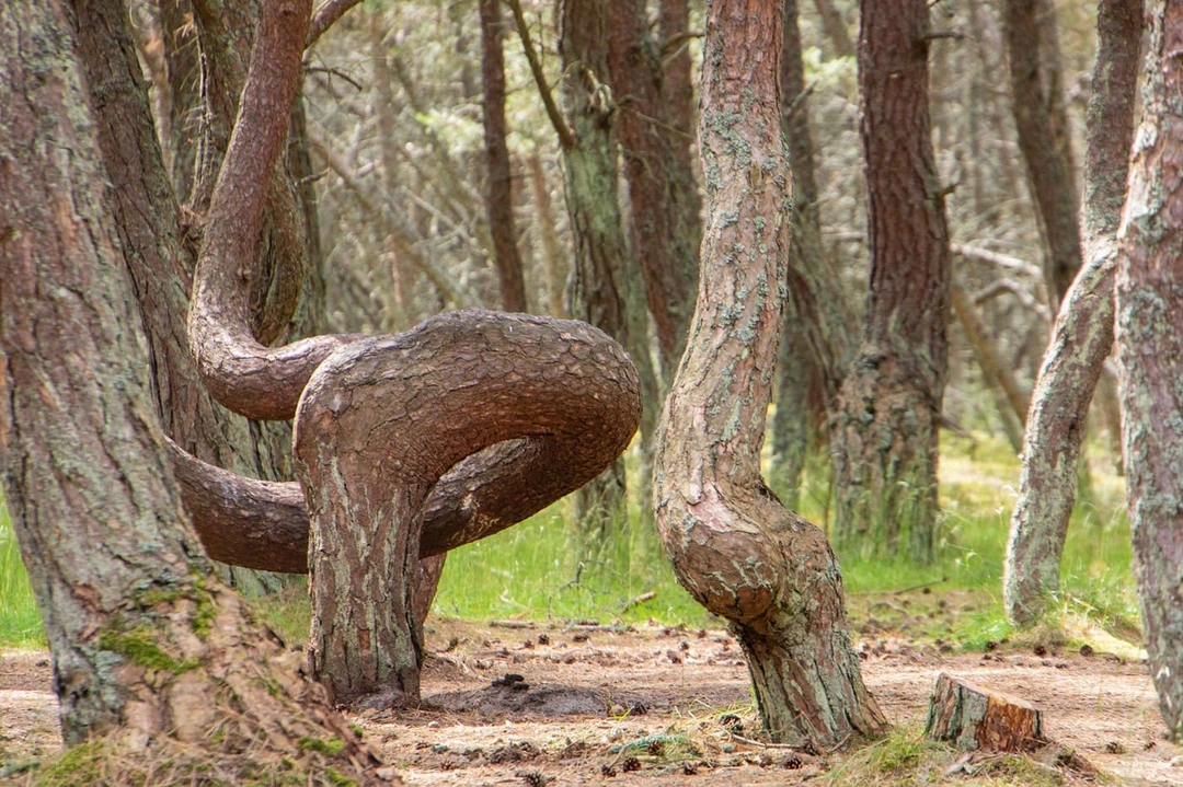 Танцующий лес на&nbsp;Куршской косе