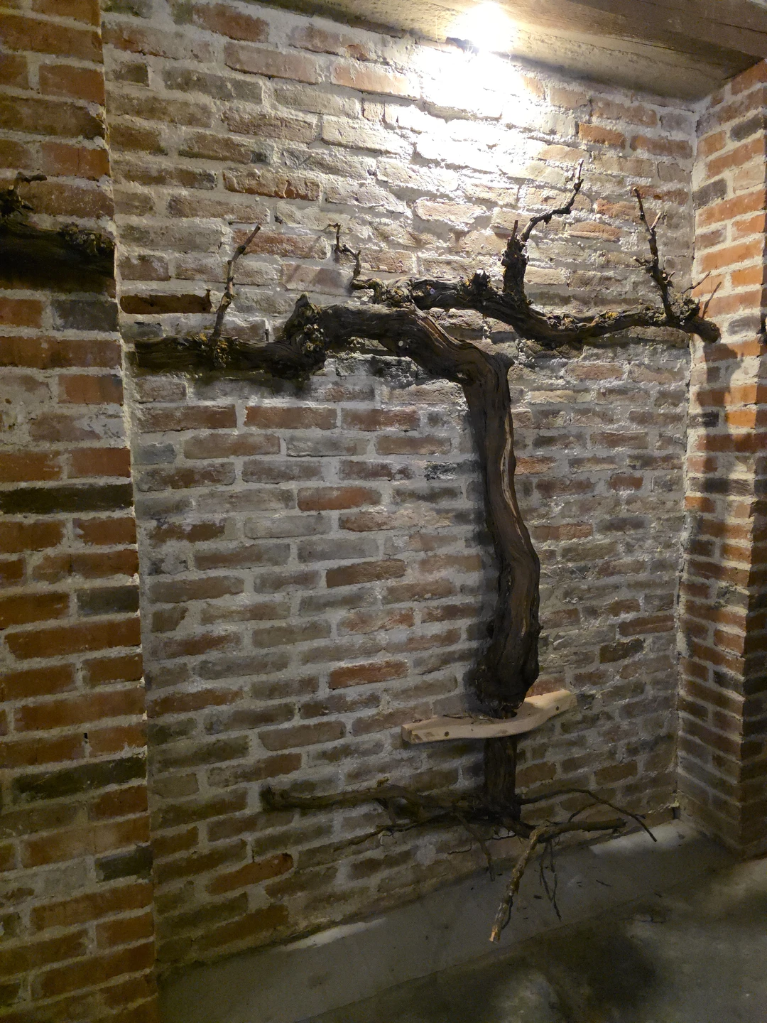 Винные открытия: Скалистый берег, Шумринка и Гай-Кодзор (Марина)