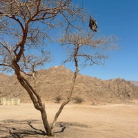 Фото отзыва 2: экскурсия "На квадроциклах в группе: сафари в Шарм-эль-Шейхе"