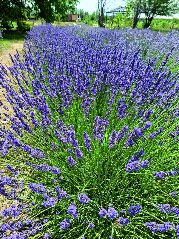 Лавандовая ферма в Самарканде