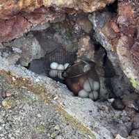Фото отзыва 5: экскурсия "Покорить вулкан Батур на джипе"