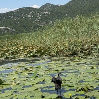 Отзыв о экскурсии "Липская пещера и прогулка по Риеке Црноевича до Скадарского озера" — фото 4