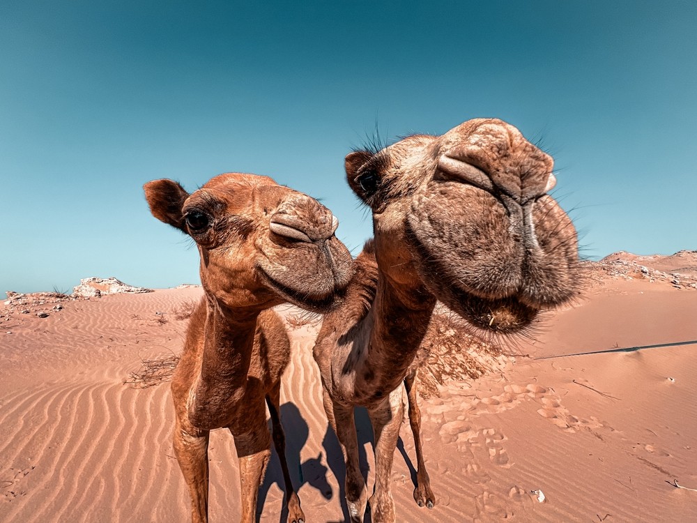 Гармоничный микс: пляжный отдых на Красном море и тайны Древнего Египта (4/7)