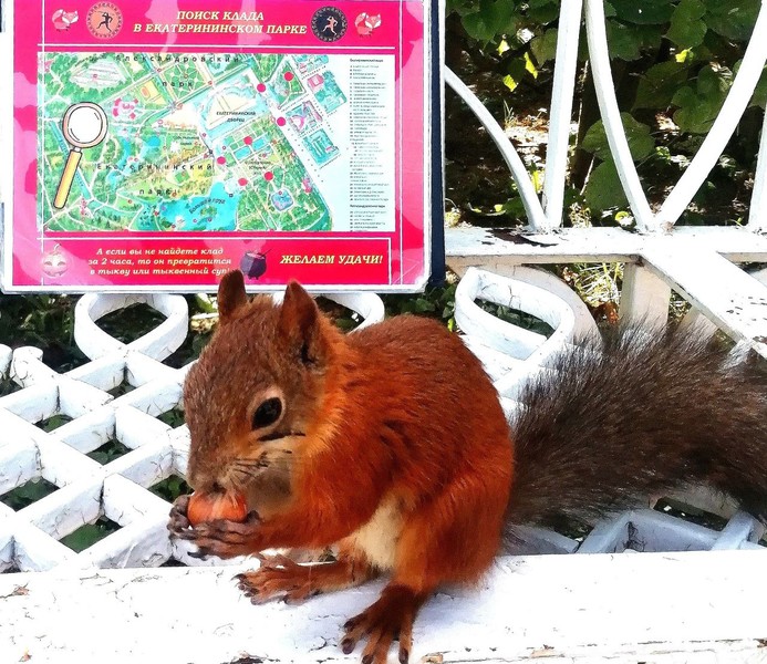 Виды Поиск клада в Царском Селе