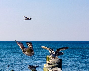 Куршская коса и Зеленоградск