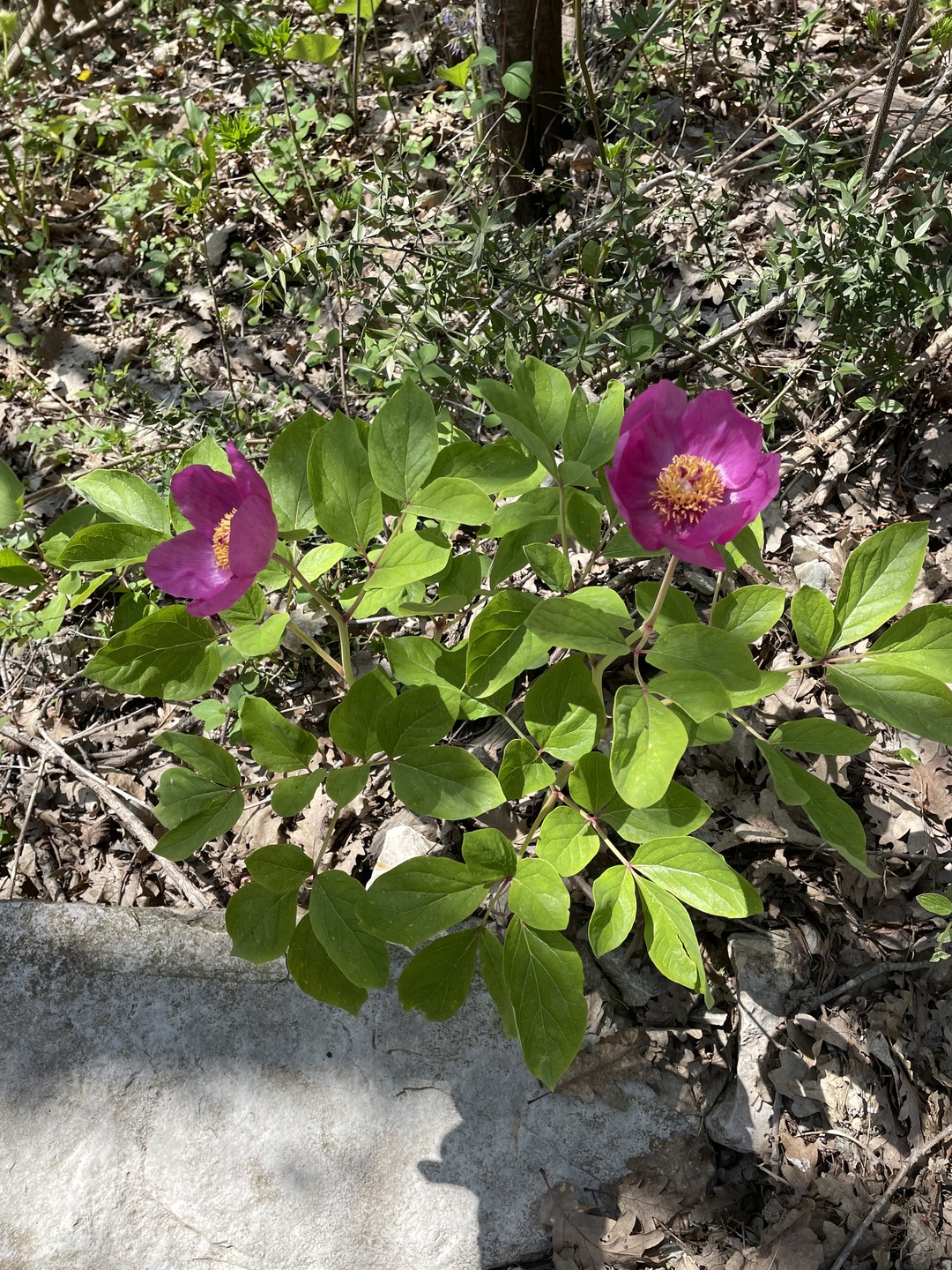 Визитная карточка Сочи (Наталия)