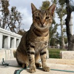 Аватар путешественника