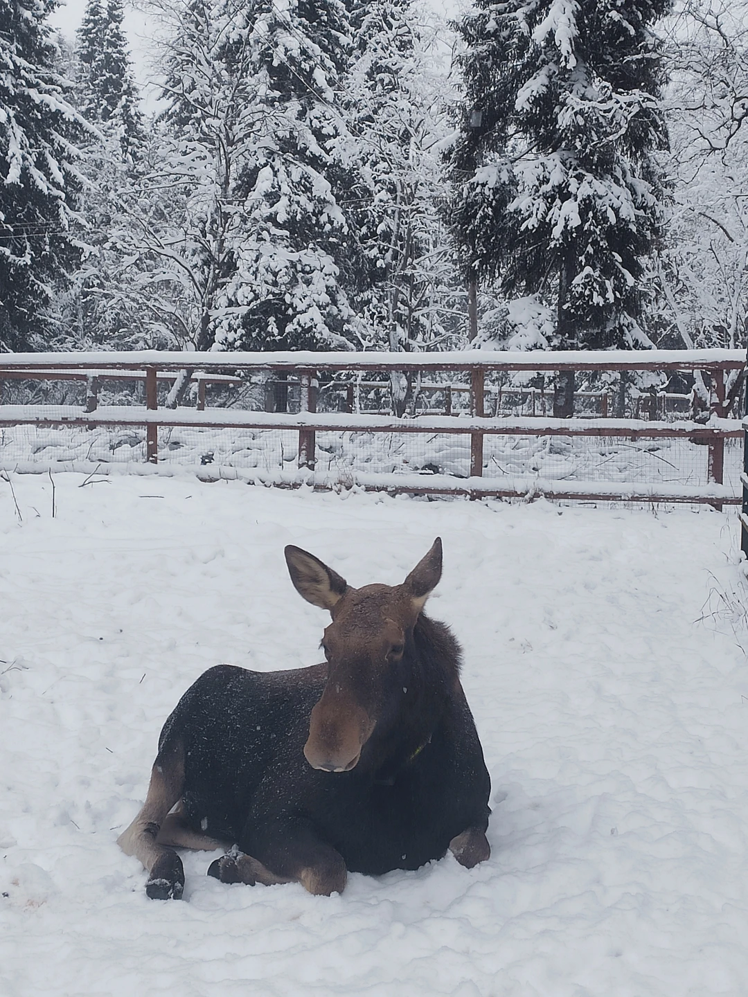Программа экскурсии с гидом Марией понравилась. Особенно ребёнку, который с удовольствием кормил лосят морковкой и с