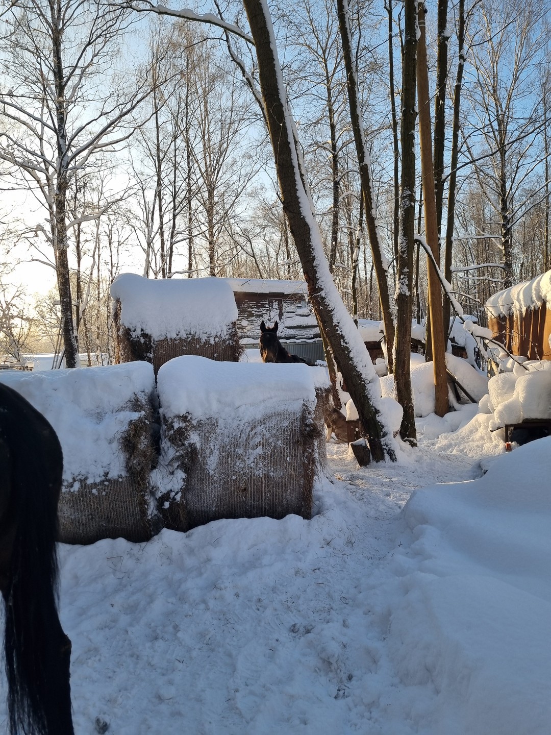 Конная экскурсия по Шуваловскому парку (Кристина)