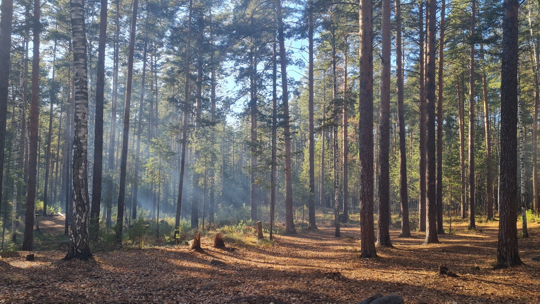 Волшебный день в Исетском лесу с гидом-волшебником Алексеем! Мы слушали тишину, терли пихту, ели шишки и