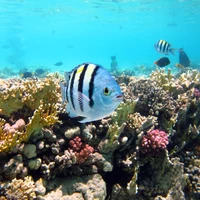 Фото отзыва 1: экскурсия "Национальный парк Рас-Мохаммед — в мини-группе"