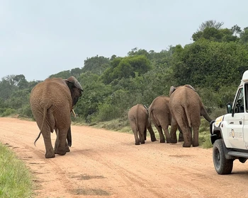 День сафари