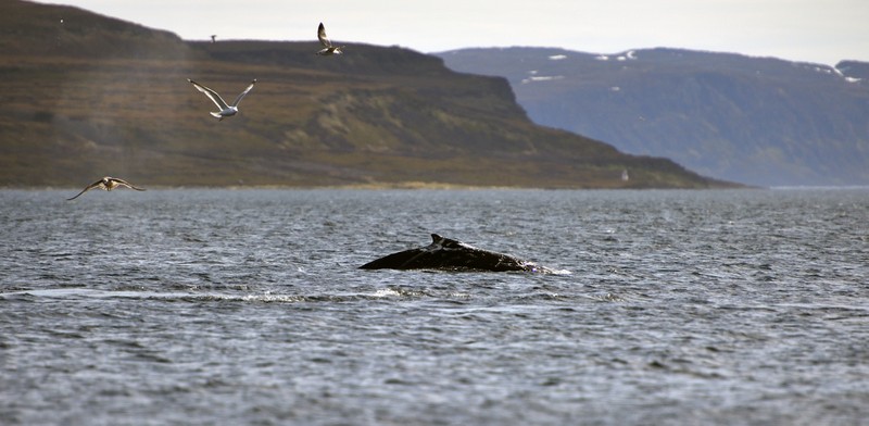 Фото отзыва 1: экскурсия "Териберка, киты и сияние: путешествие на 3 дня"