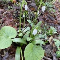 Фото отзыва 3: экскурсия "К Орлиным скалам из Сочи — на машине и пешком"