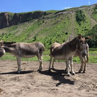 Фото отзыва 7: экскурсия "В&nbsp;гости к&nbsp;сусликам Джилы-Су"