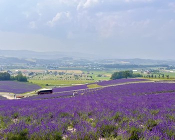 Ферма Томита, лавандовые поля, «Дом дыни» и винодельня Фурано