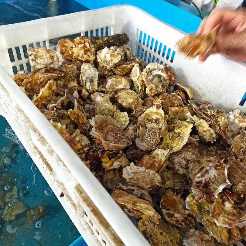 Морское приключение во Владивостоке: мыс Тобизина, котики и морепродукты (Елена)