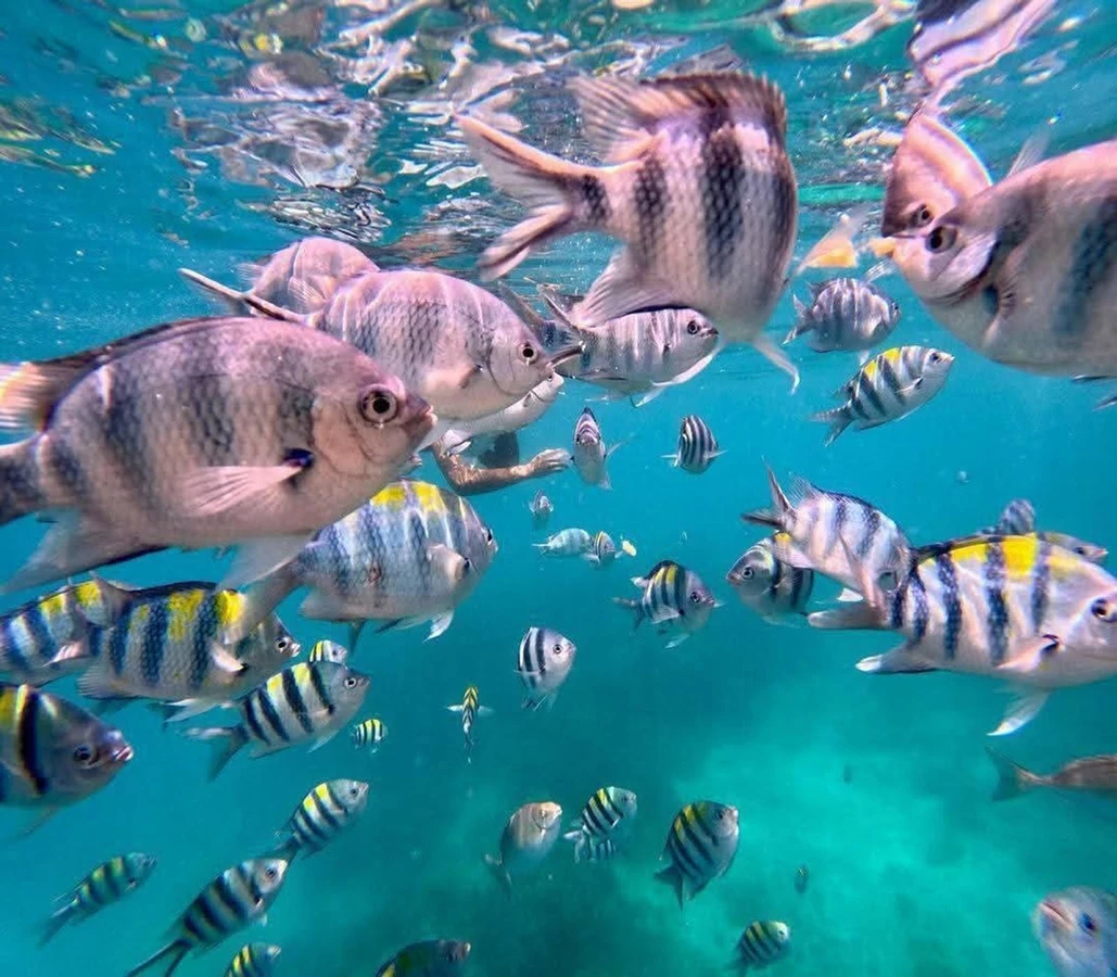 Снорклинг у острова Мнемба и купание с дельфинами