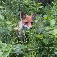 Фото отзыва 1: экскурсия "Куршская коса: волшебство на каждом шагу (из Светлогорска)"