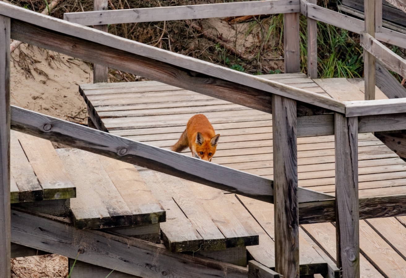 Главное изображение экскурсии - Из Калининграда — на Куршскую косу и в Зеленоградск