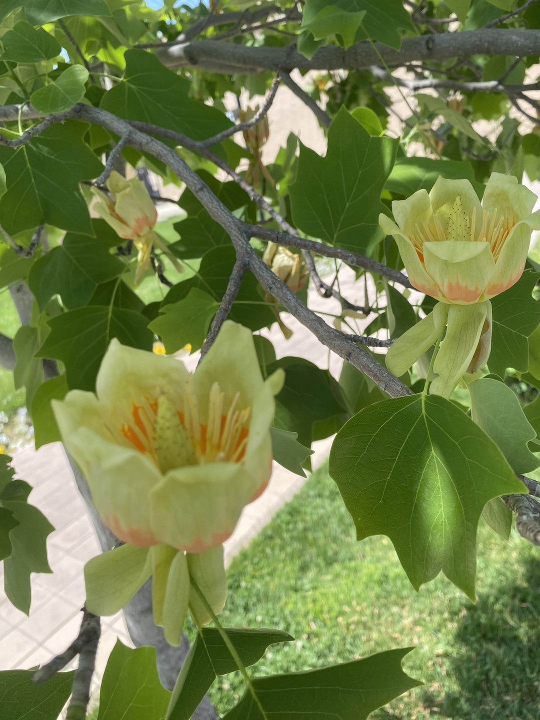 Про экскурсию: надо брать! Сочетание природы, истории, архитектуры, святых мест и всё это с комфортом. Прошел