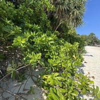 Фото отзыва 2: экскурсия "Симиланы: на скоростном катере из Пхукета"