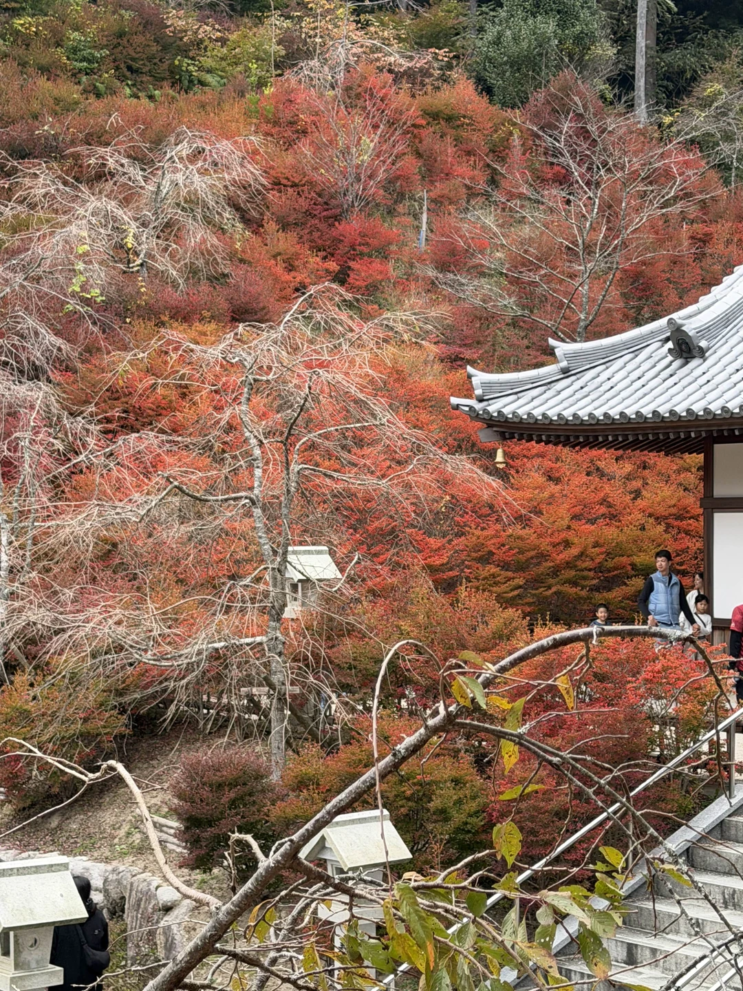 Хотим поблагодарить Светлану за реализацию нашей мечты - увидеть своим глазами красные клёны 🍁🥰