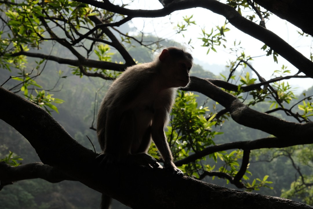 Отличная организация. Учитывая что всех участников нужно было собрать из разных точек Гоа - был приятно