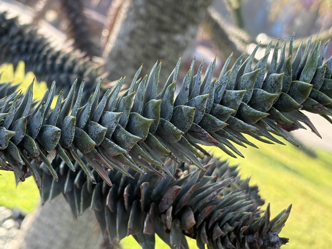 Увлекательная, познавательная, яркая экскурсия по парку Галицкого с замечательным гидом Светланой. За два часа увидели и