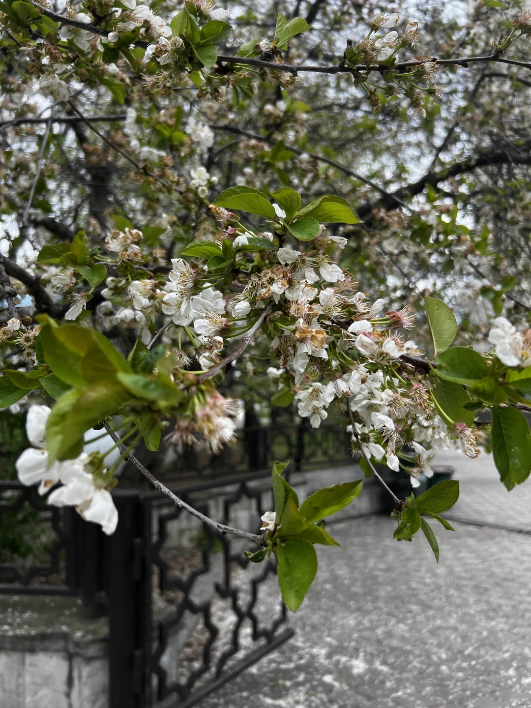 Любимый Нальчик (Айрат)