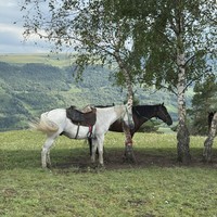 Фото отзыва 2: экскурсия "Выйду в луг и рощу с конём"