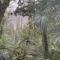 Фото отзыва 3: экскурсия "Круглогодичный оазис Сочи: Тисо-самшитовая роща и Чёртовы ворота"