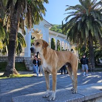 Фото отзыва 1: экскурсия "От пальм к заснеженным вершинам:  экскурсия по Абхазии и трансфер из Сочи"