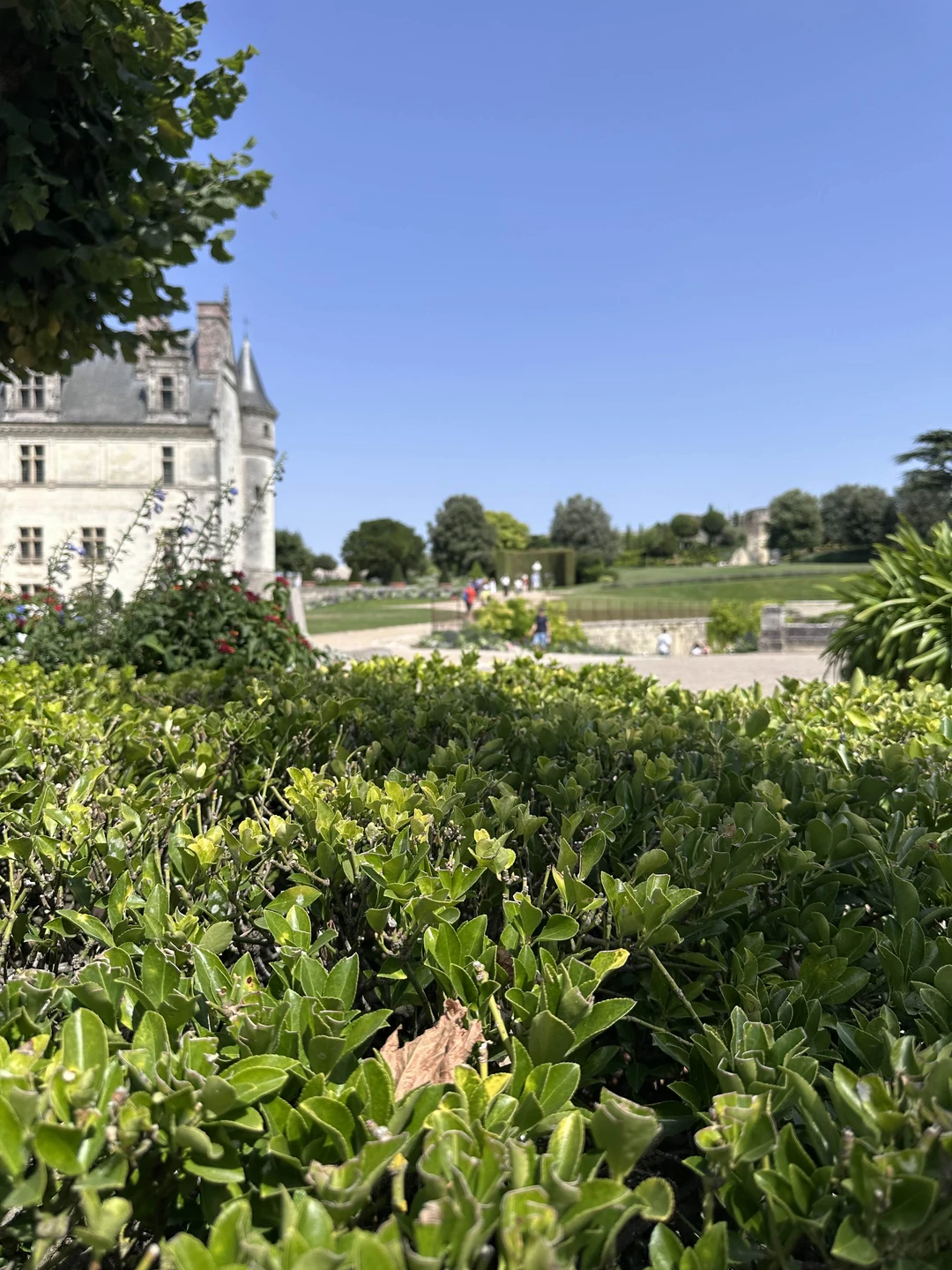 Сегодня с семьей, я, муж и две дочки, посетили замки Луары. Мы далеко не первый раз