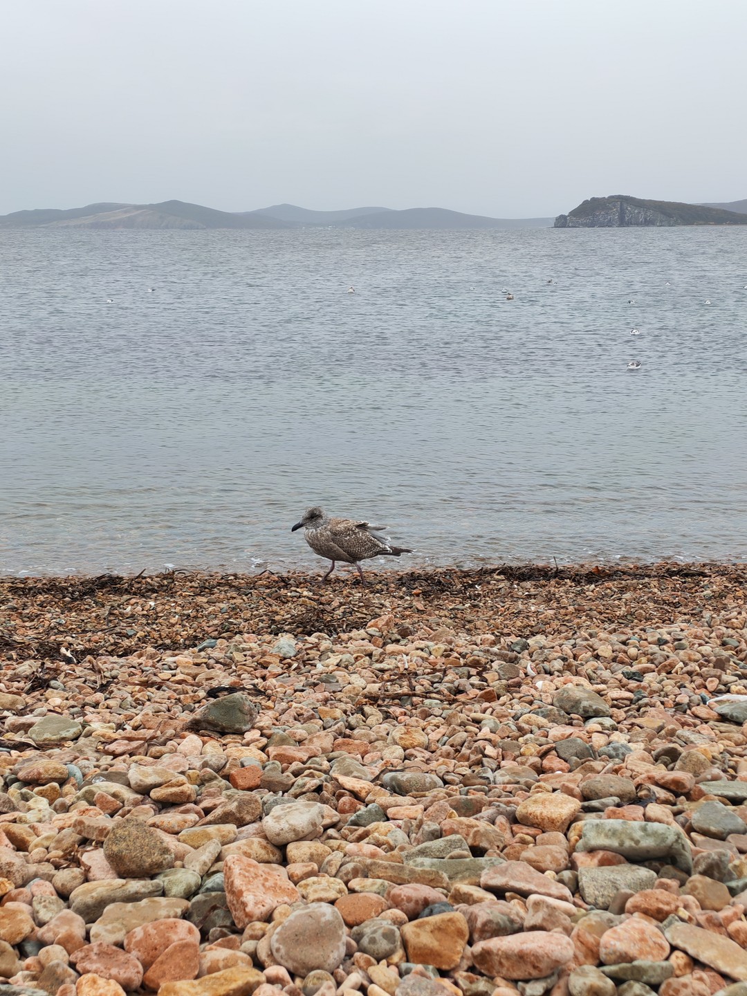 Топ-5 мысов острова Русский (Наталья)