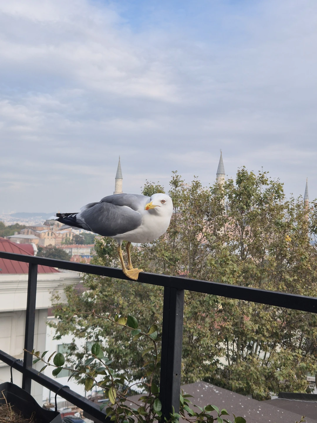 То, что нельзя пропустить в Стамбуле (без музеев и доп. расходов) (Ольга)