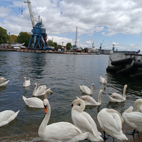 Фото туриста Ольга 5 - Из аэропорта — в Калининград: трансфер с гидом