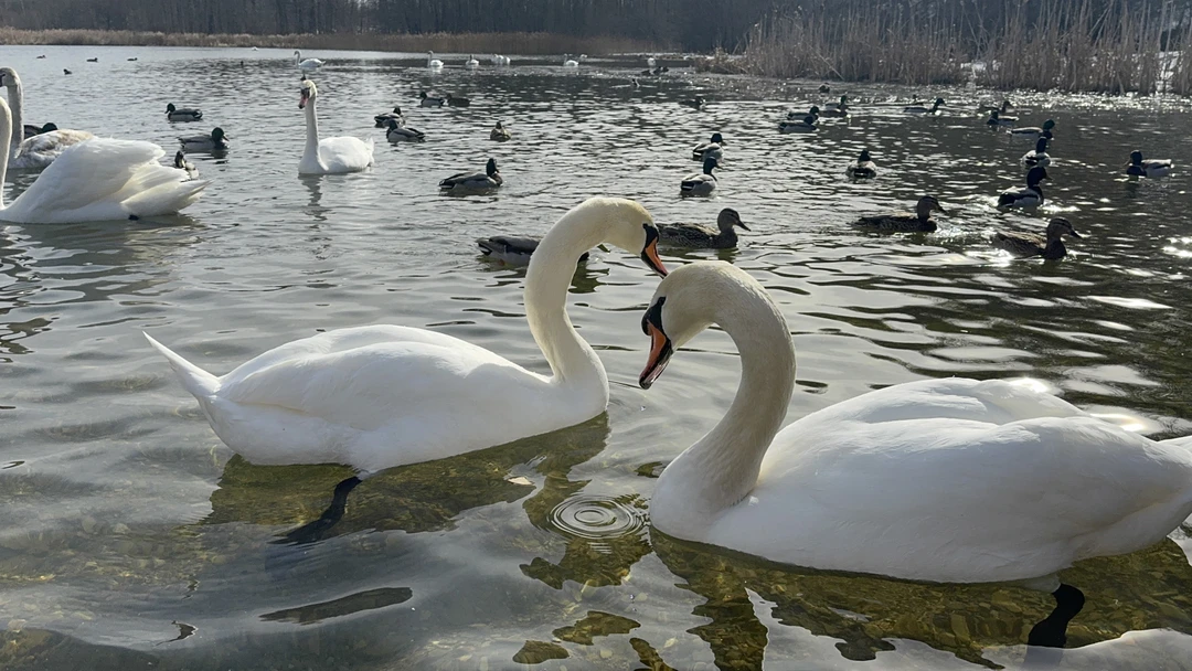 Решение провести 8 марта на экскурсии в Изборск и Печоры точно было хорошим решением: комфортный автобус;