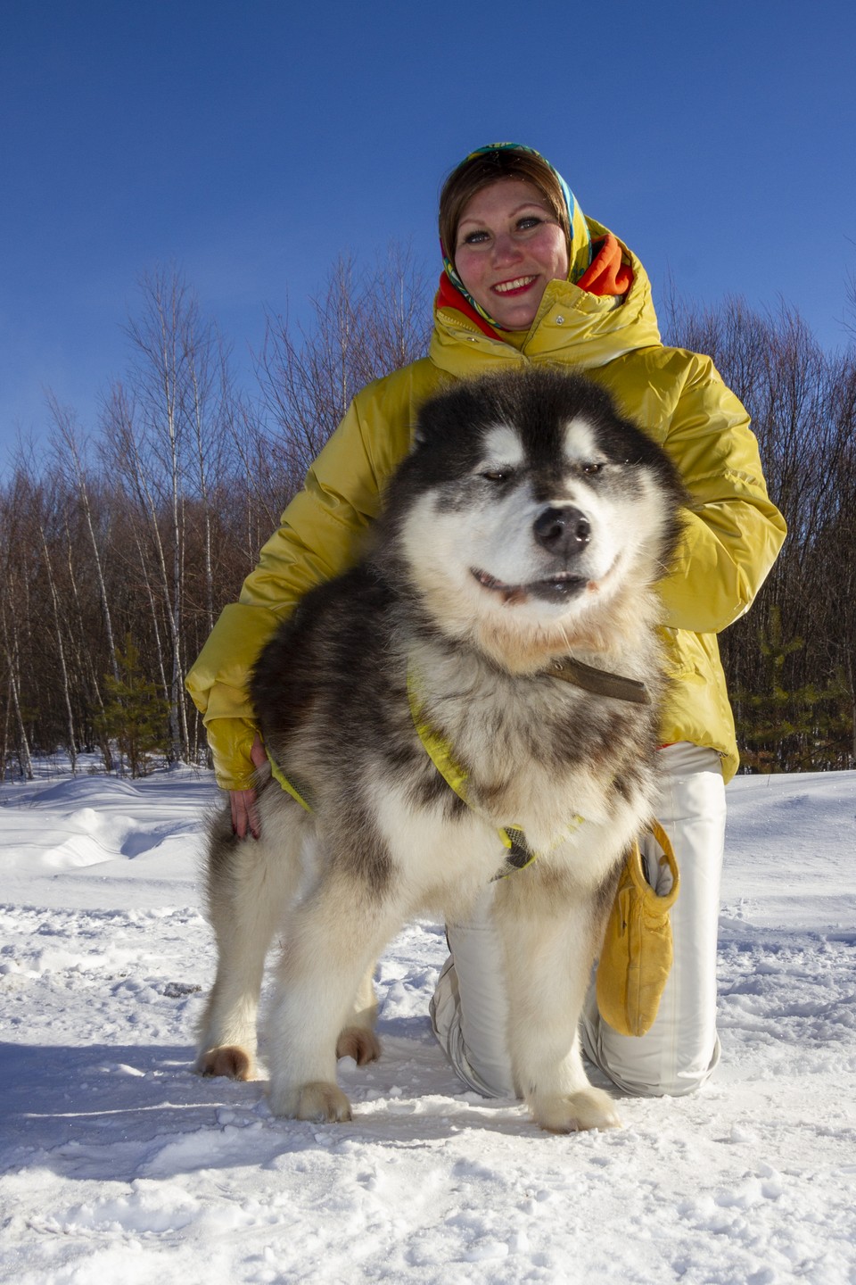 Алина, благодарю за такое душевное путешествие, за знакомство с замечательными людьми и их питомцами. Маламуты восхитительные