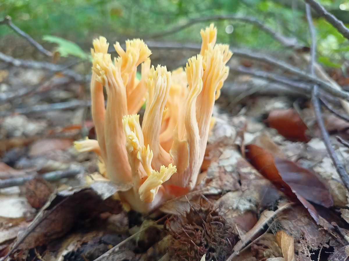 Место, где гуляли динозавры: прогулка по Колхидскому лесу в Сочи (7/14)